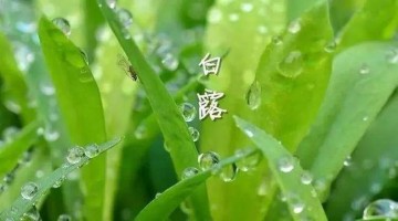 涼風(fēng)至，白露降